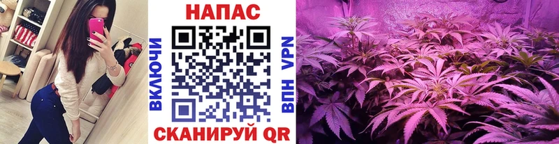 Конопля SATIVA & INDICA  Иланский 